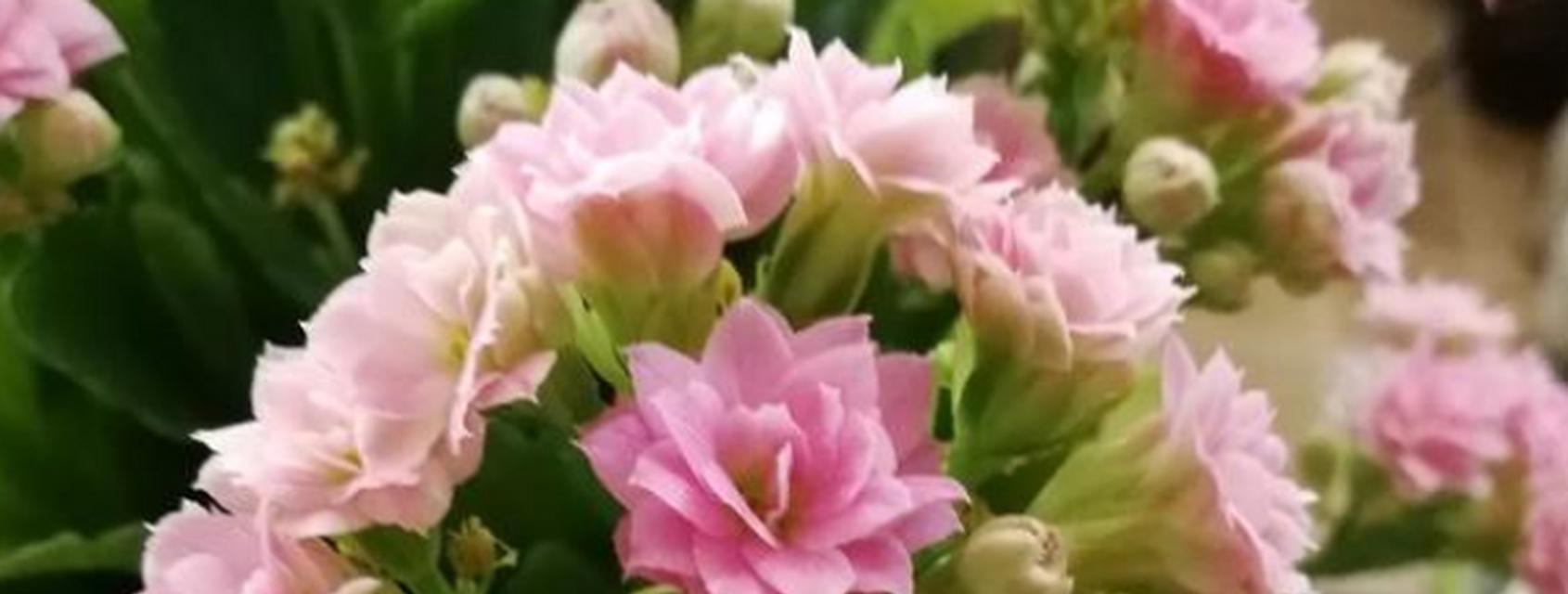黄色长寿花花语-传递积极向上的生命力（让黄色长寿花带给你健康与幸福）