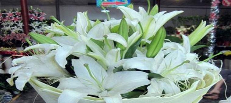 花开花落，百合情长（探寻黄天霸百合的花语之谜）