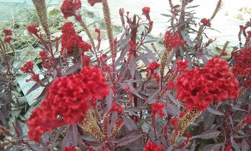 鸡冠花（探索鸡冠花的文化象征与自然神秘）