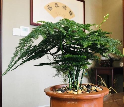 《家中文竹，福运延绵》（绿意融入生活）
