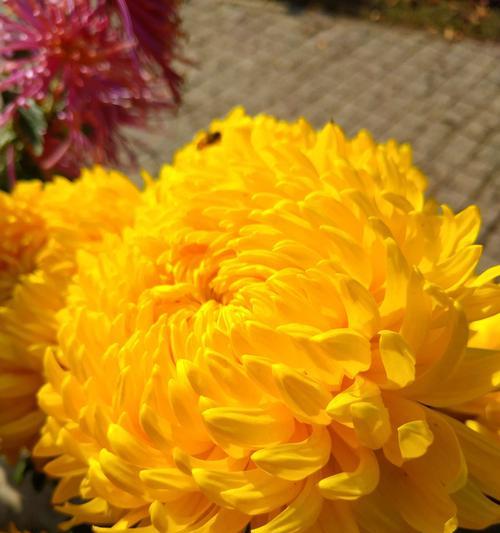 菊花的花语故事（以菊花为主角的花语故事）
