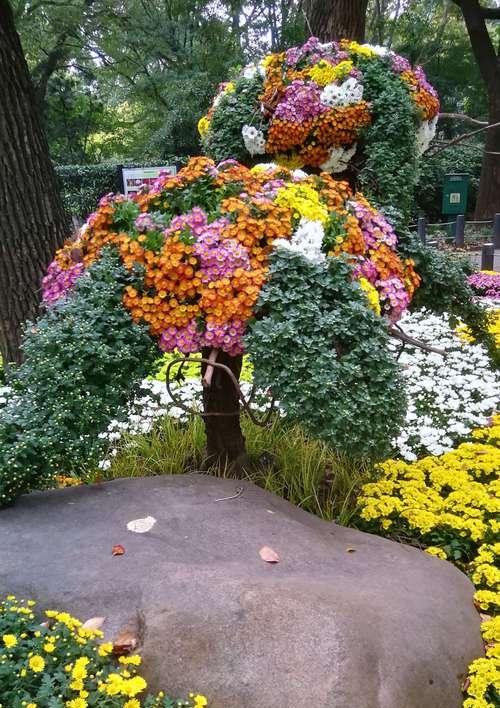 菊花的花语与象征意义（探寻菊花的深刻内涵）