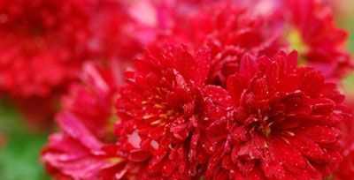 菊花的花语与象征意义（探寻菊花的深刻内涵）