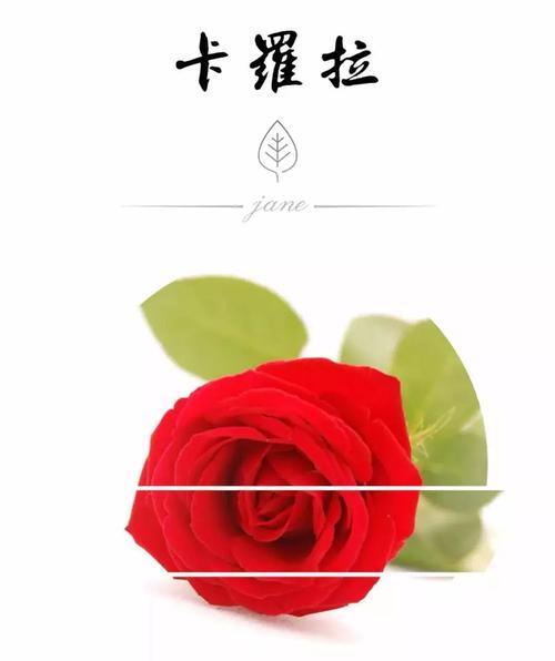 卡罗拉玫瑰花语-浪漫之美（探寻卡罗拉玫瑰的花语和背后的故事）