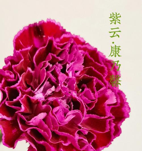 康乃馨的数量代表的含义（花语中的康乃馨）