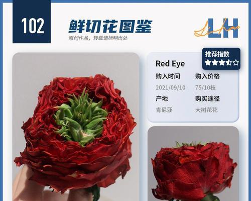 肯尼亚红玫瑰花语（传递深情的肯尼亚红玫瑰）