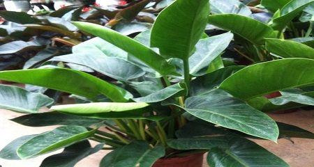 金钻会开花时间及特点（解密金钻会的开花奥秘）