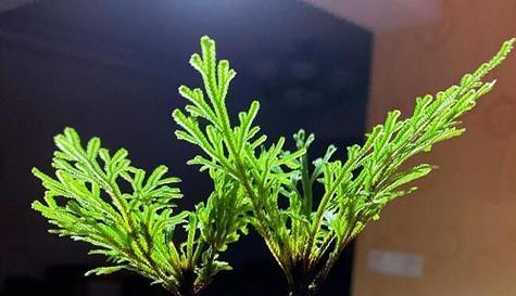 金钻是怕冷还是怕热（科学揭秘金钻喜好的温度环境）