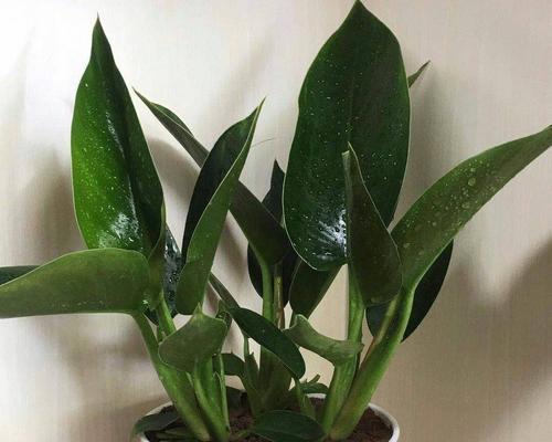 金钻种植应该选择什么样的盆（大盆还是小盆）