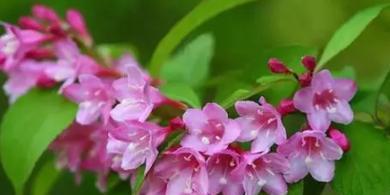 锦带花一年开几次花（解密锦带花开花规律）