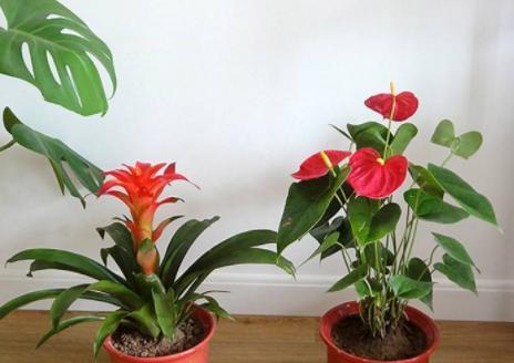 进新房送什么花合适（新居花卉礼仪与选购技巧）