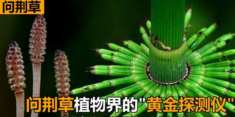 苦荆草的特点和用途（了解苦荆草的外观）