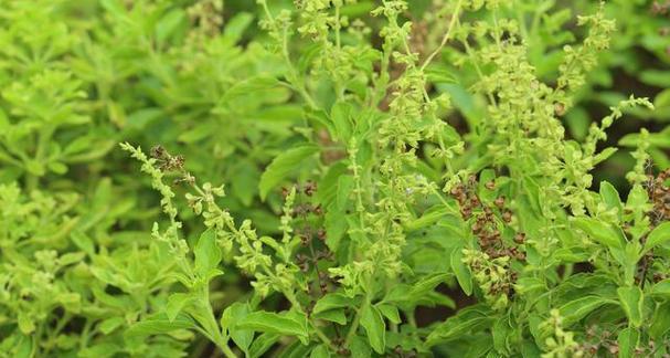 荆芥的种植方法和时间（学会这些技巧）