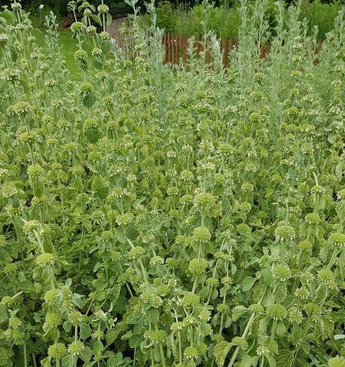 荆芥种植指南（选址）