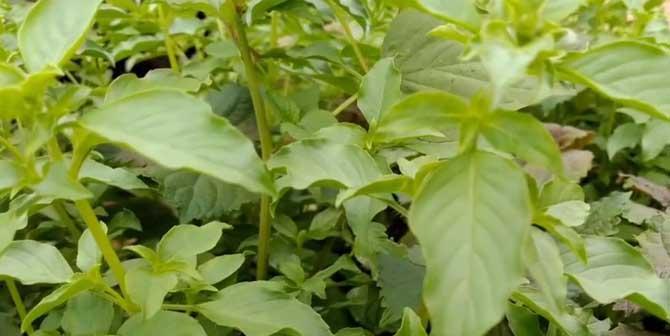 荆芥种植指南（从种子到花园）