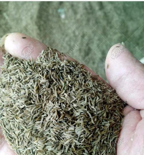 荆芥种植指南（从种子到花园）