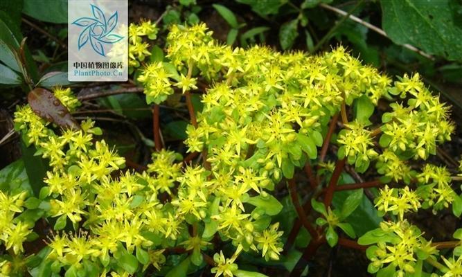 景天怎么醒花（景天鲜花醒花方法详解）