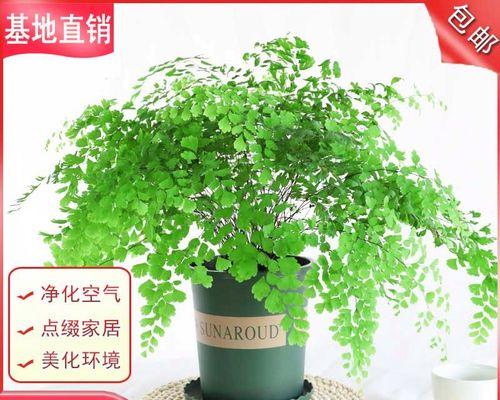 净化空气的好帮手——植物汇（15种植物让你的家居空气更清新）
