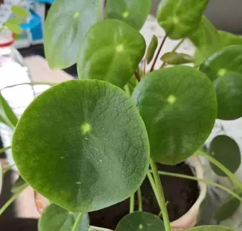 镜面草修剪全攻略（如何修剪镜面草）