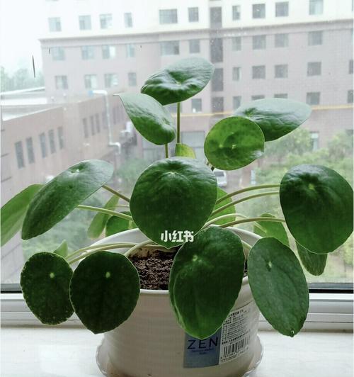 镜面草修剪全攻略（如何修剪镜面草）