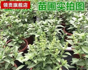 九层塔种植时间及注意事项（适合种植的季节和需掌握的技巧）