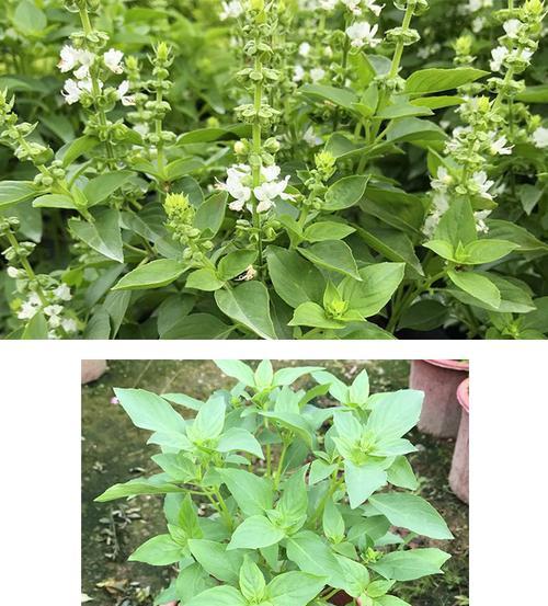 九层塔开花了还能吃吗（探讨九层塔的开花现象和对食用的影响）