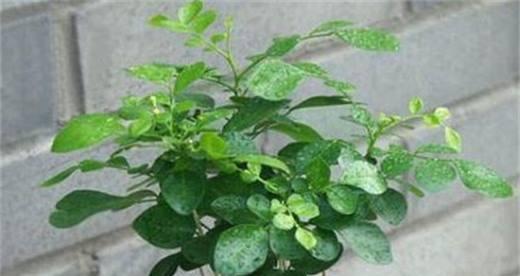 九里香不发芽怎么办（九里香种植技巧）