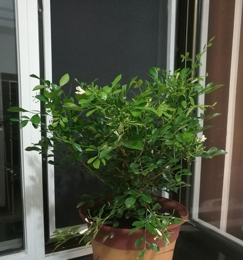 九里香不发芽怎么办（九里香种植技巧）