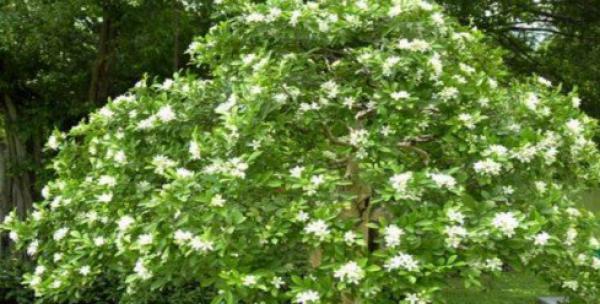 九里香不开花怎么办（解决九里香不开花的方法及注意事项）