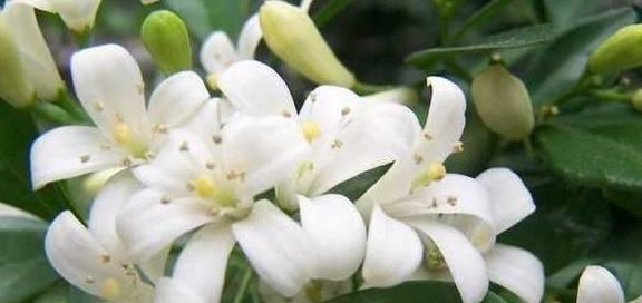 九里香不开花怎么办（解决九里香不开花的方法及注意事项）