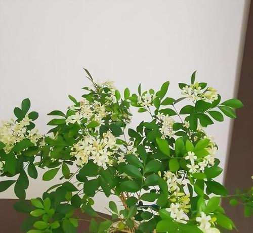 九里香不开花的原因及处理方法（九里香不开花）