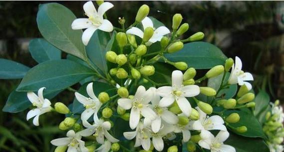 九里香不开花的原因及处理方法（九里香不开花）