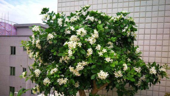 九里香不开花的原因及处理方法（九里香不开花）