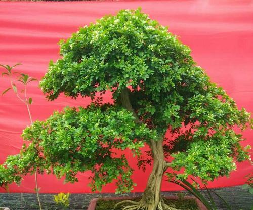 九里香插枝能否成活（探究九里香繁殖技术）