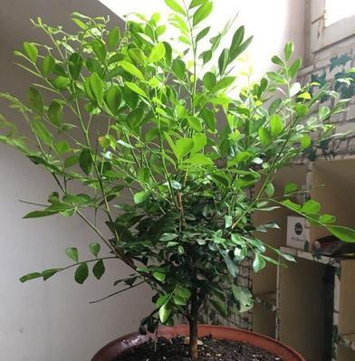 九里香的生态环境及分布条件（探究九里香的生长环境及分布范围）