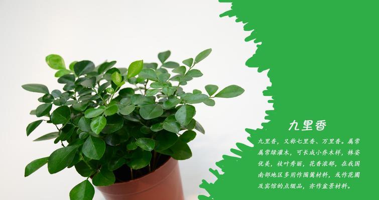 九里香的生态环境及分布条件（探究九里香的生长环境及分布范围）