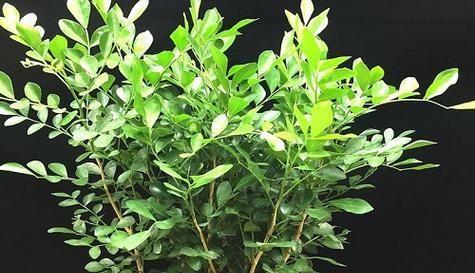 九里香养殖方法与注意事项（打造高产高质的九里香种植基地）