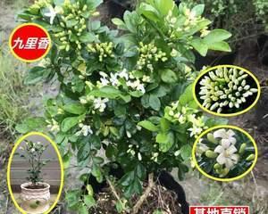 九里香在冬天也能开花（室内养护）