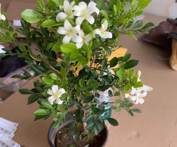 九里香花开花时间及特点