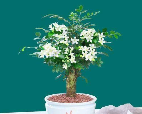 九里香养护指南（如何让九里香开出亮丽花朵）