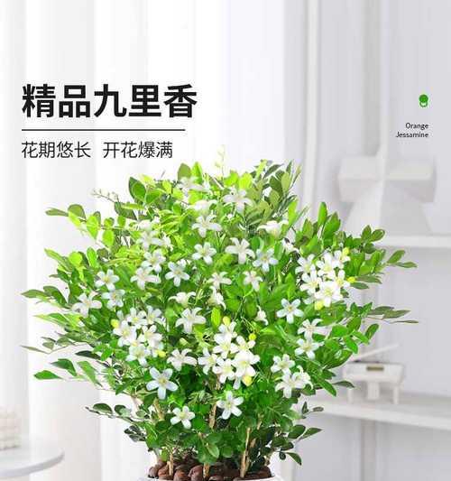 九里香开花时间与方法（了解九里香的生长周期）