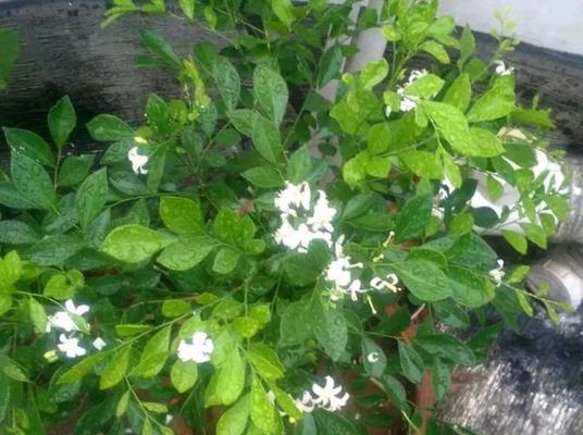 九里香开花时间与方法（了解九里香的生长周期）