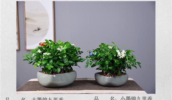 九里香养护指南（打造健康美丽的九里香小家）