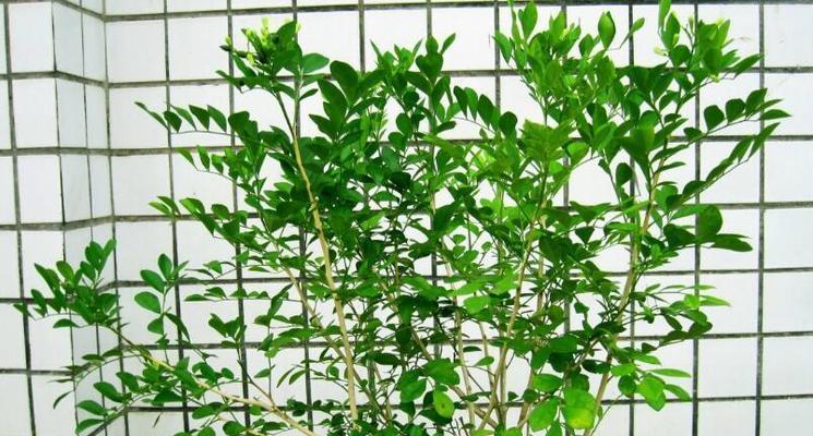 九里香的种植与养护（掌握九里香的养殖技巧）