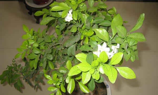 九里香的种植与养护（掌握九里香的养殖技巧）