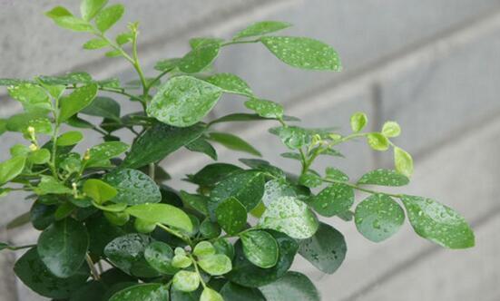 九里香的种植与养护（掌握九里香的养殖技巧）