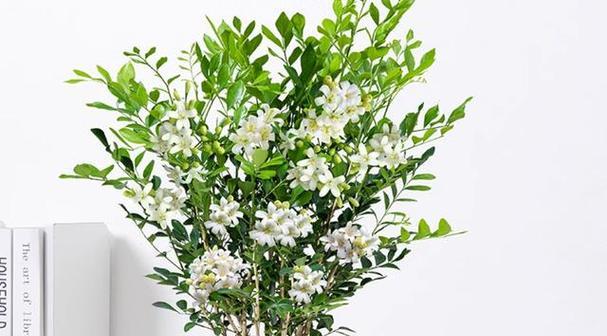 九里香花开花时间和花期（探究九里香花的花期和开花时间）