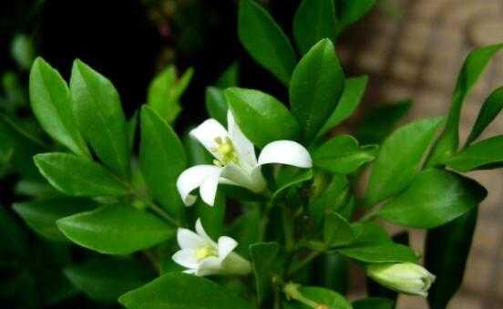 九里香花开花时间和花期（探究九里香花的花期和开花时间）