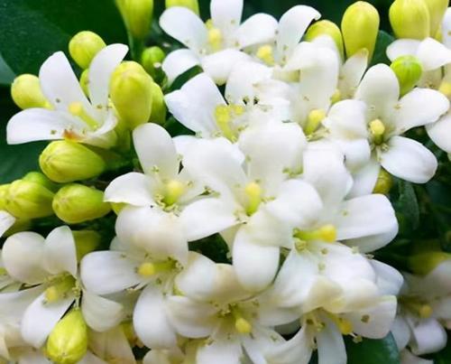 九里香花期一年开几次花（探秘九里香的生长与开花周期）