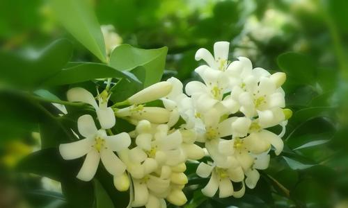 九里香花期一年开几次花（探秘九里香的生长与开花周期）